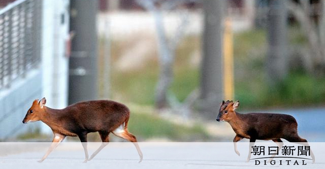 キョン大繁殖：房総半島で生息数7倍、"悲鳴"が日常に