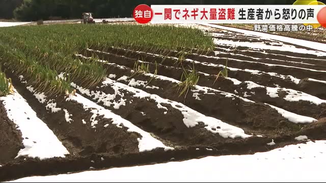 「ネギ盗難」岩手県一関市、価格高騰の中大量盗難に農家怒り